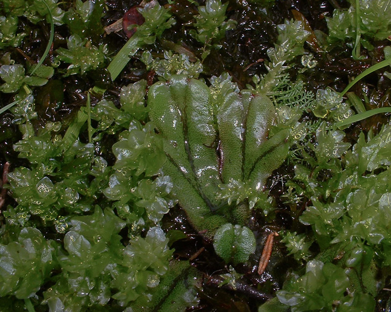 Marchantia polymorpha subsp. polymorpha